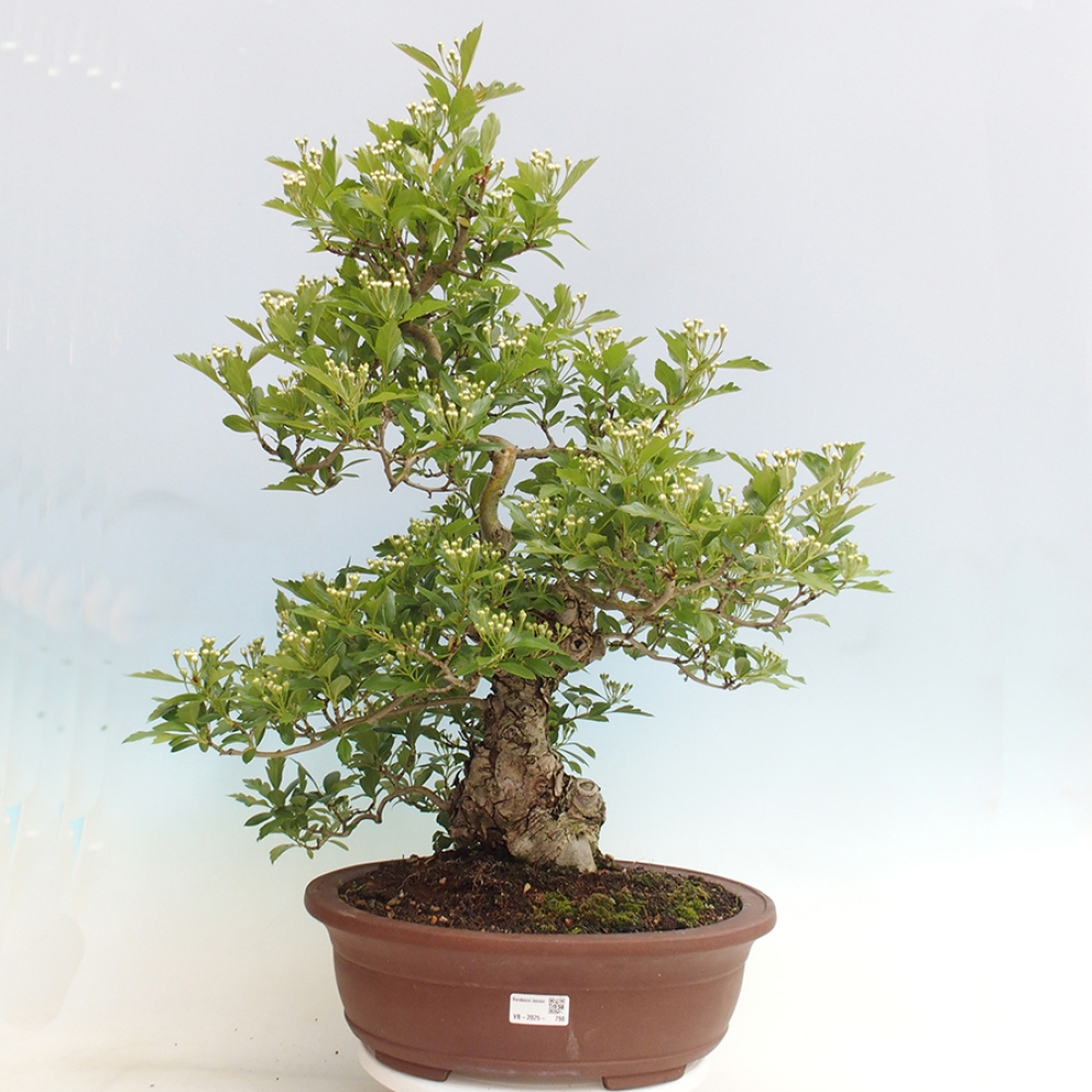 Outdoor bonsai - Hawthorn - Crataegus cuneata