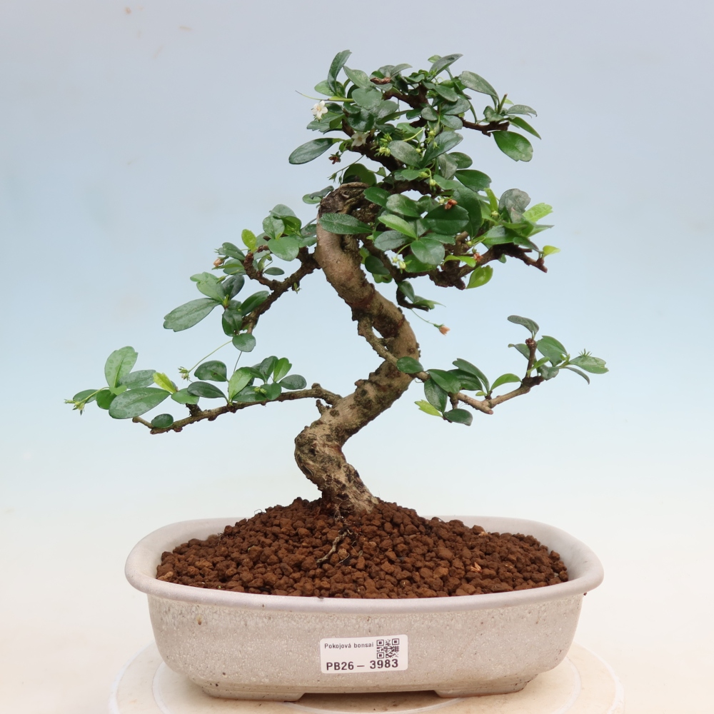 Room bonsai - Carmona macrophylla - Tea fuki