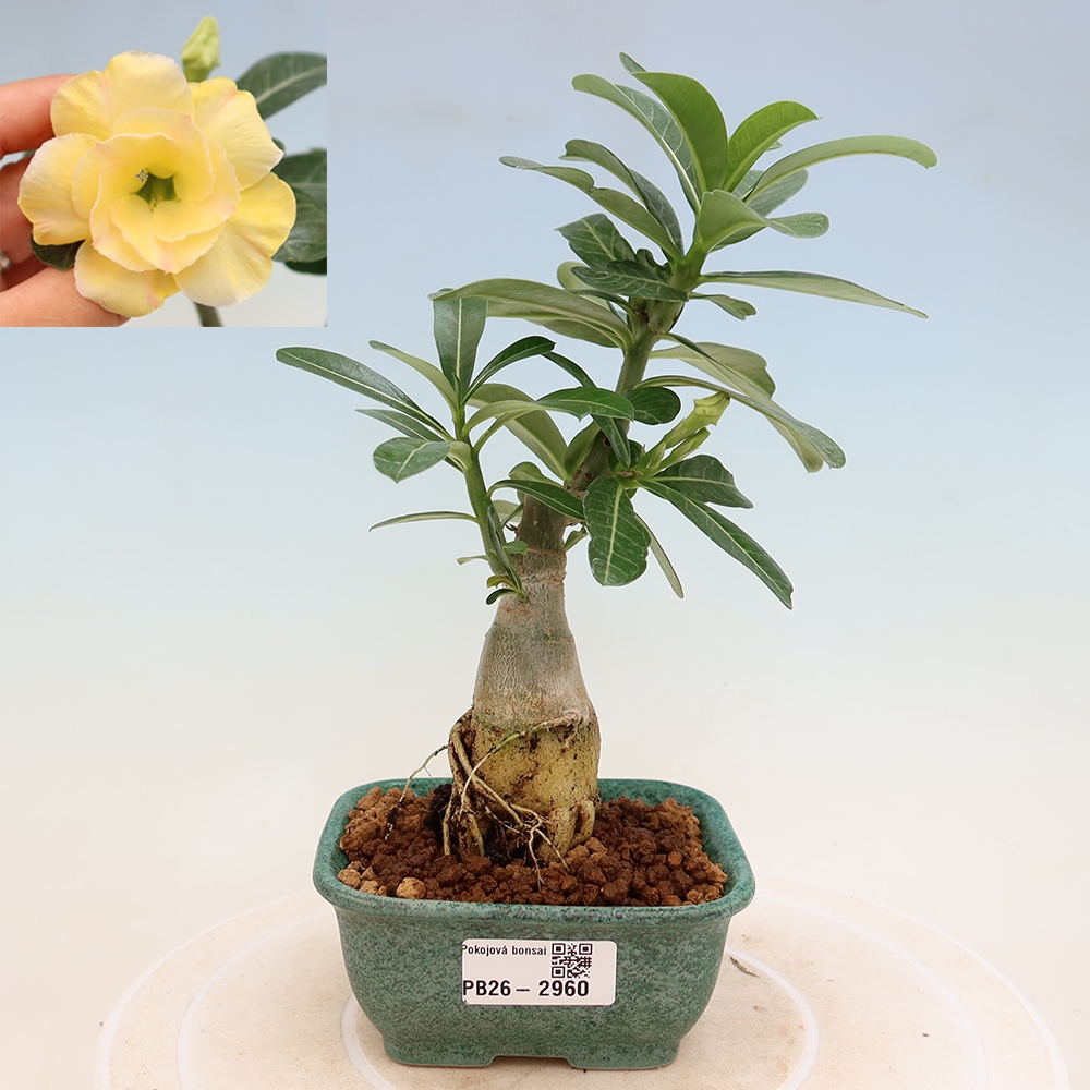 Indoor Bonsai - Adenium obesum Grafted Alonza  - Desert Rose