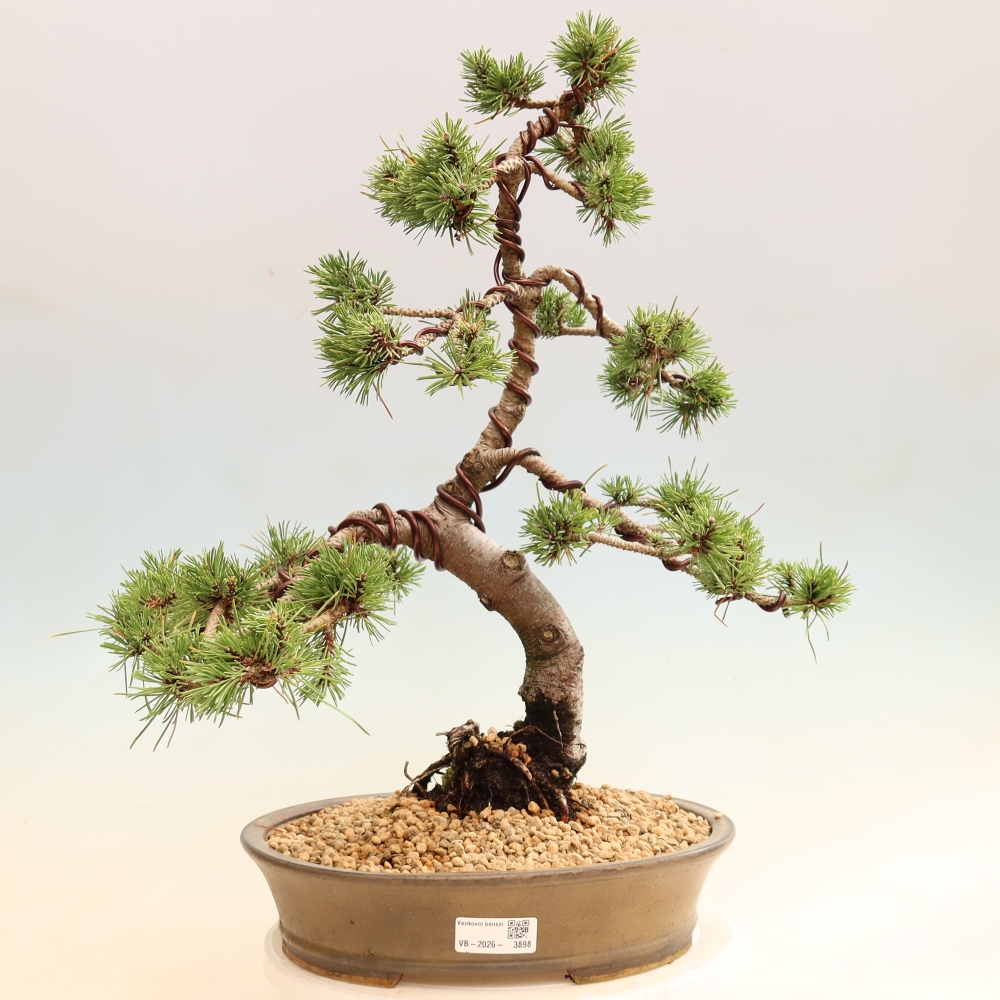 Outdoor Bonsai - Pinus mugo Humpy  - Mountain Pine