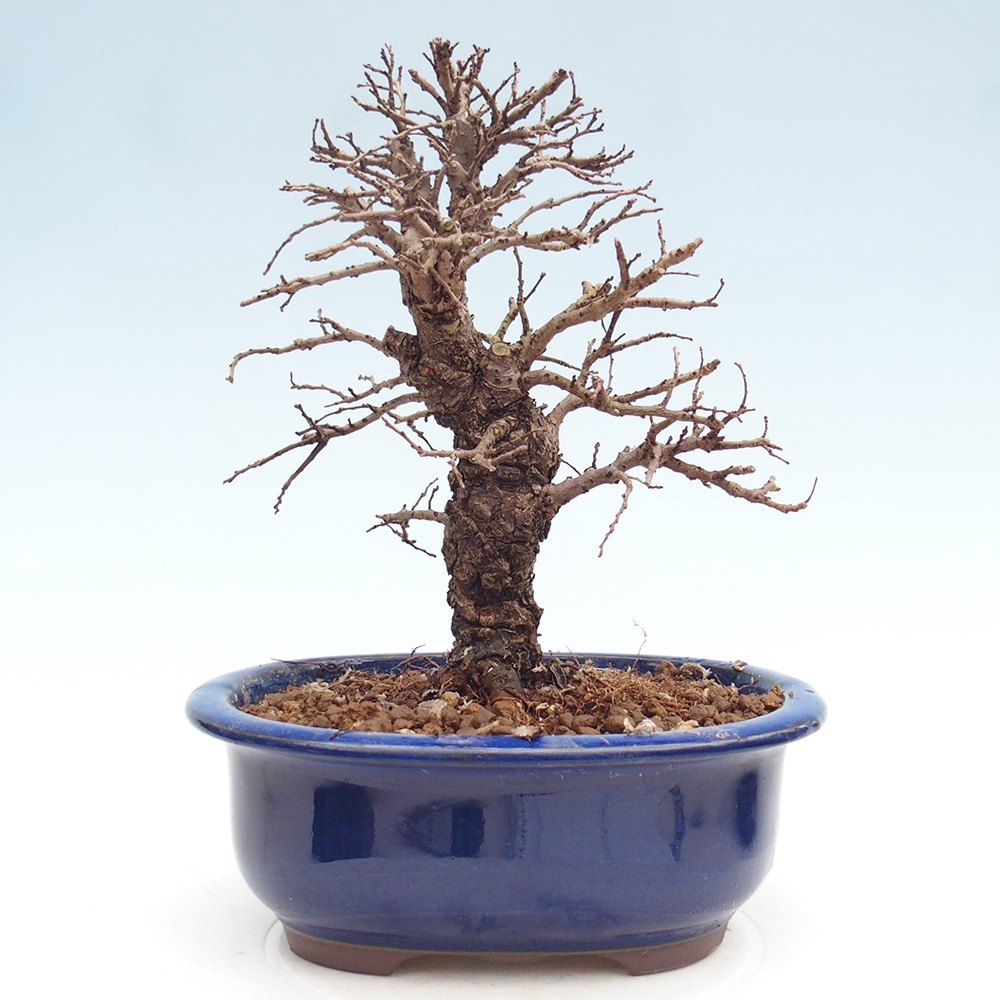 Outdoor bonsai - Zelkova - Zelkova NIRE