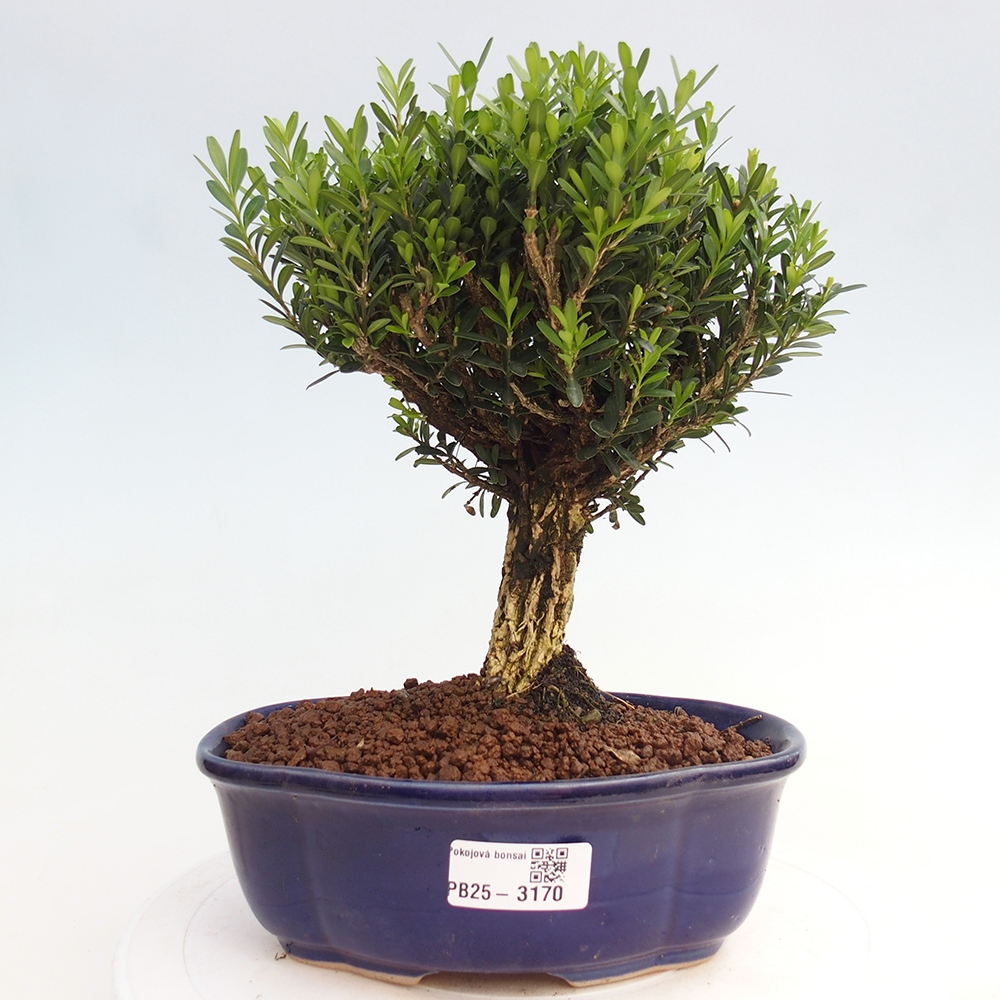 Indoor bonsai - Buxus harlandii - Cork boxwood