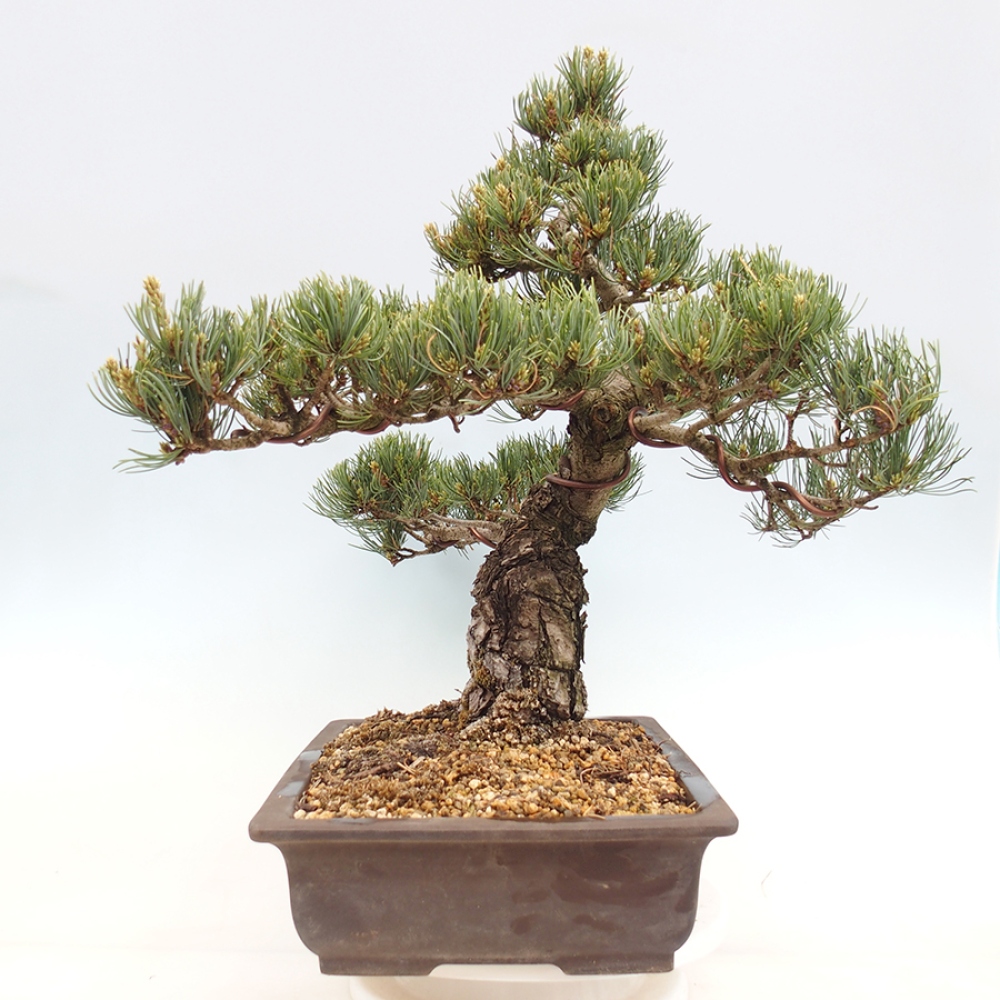 Outdoor bonsai - Pinus parviflora - Pinus parviflora