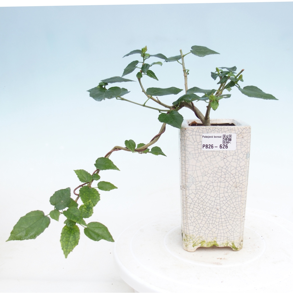 Indoor bonsai - Malvaviscus arboreus