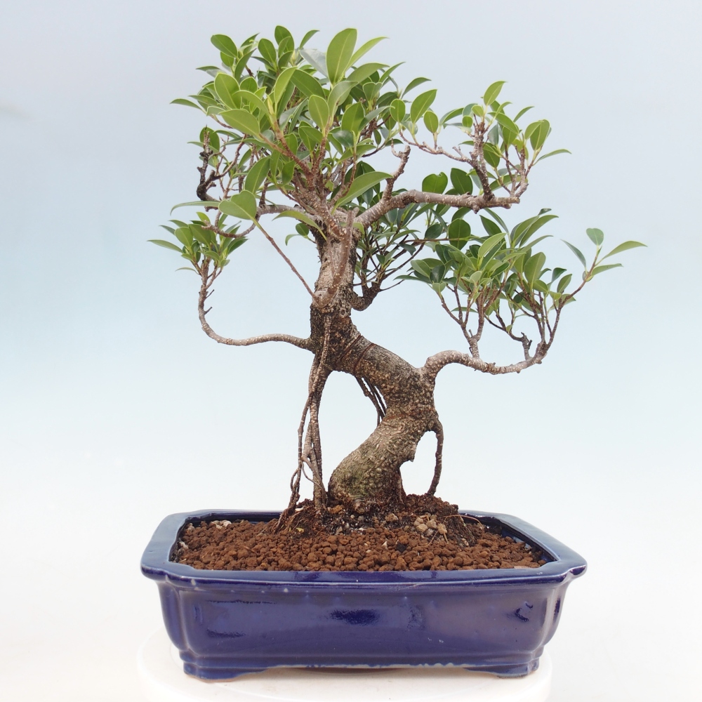 Room bonsai - Ficus kimmen - small-leaved ficus