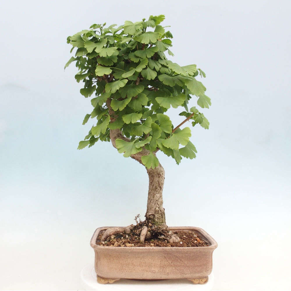 Outdoor bonsai - Ginkgo biloba - Ginkgo biloba