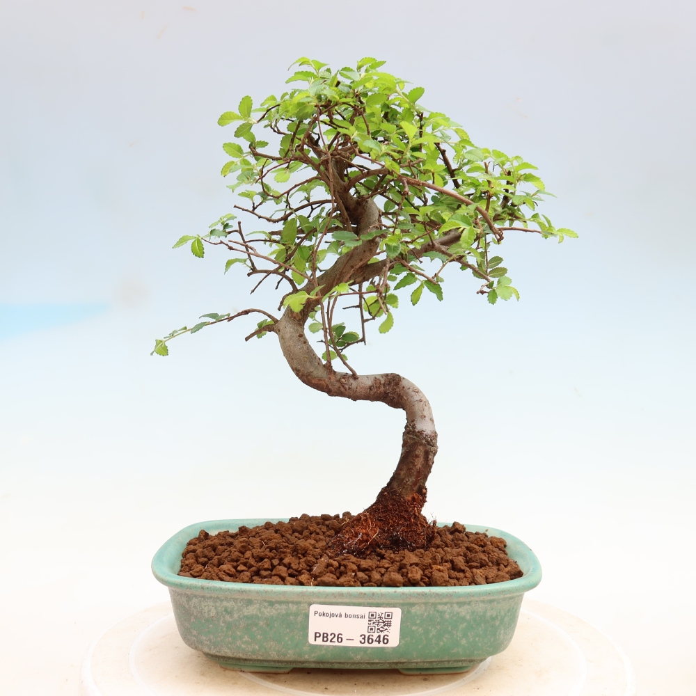 Room bonsai - Ulmus parvifolia - Small-leaved elm