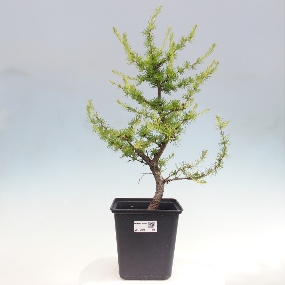 Outdoor bonsai -Larix decidua - Larch