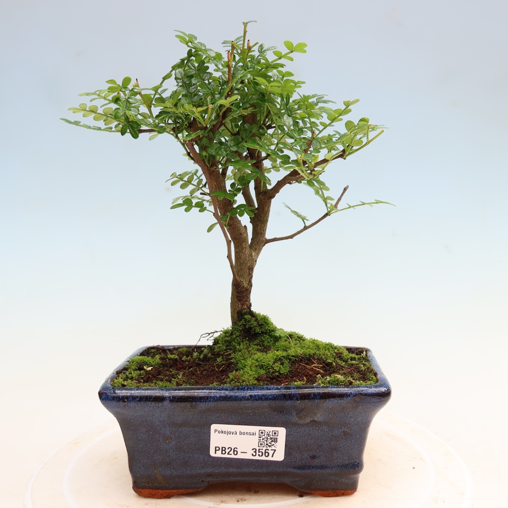 Room bonsai - Zantoxylum piperitum - pepper tree