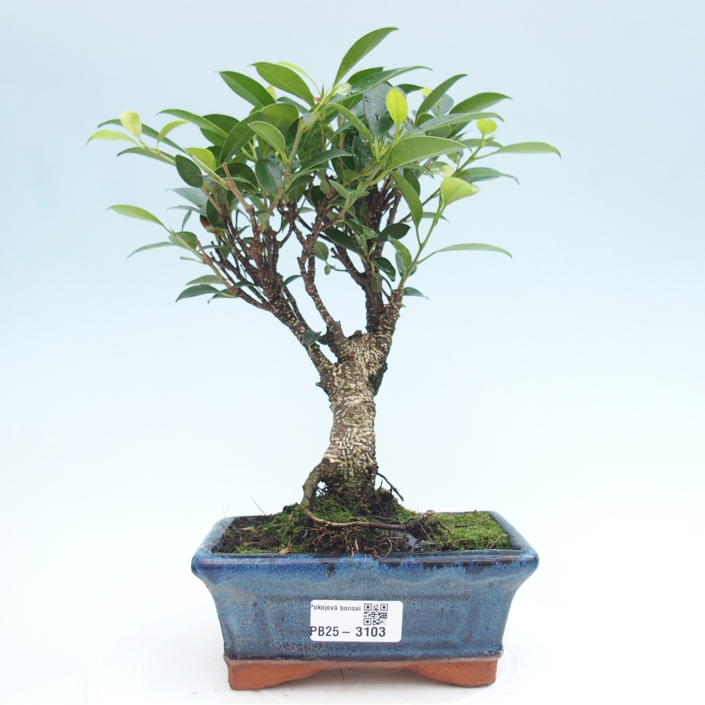 Indoor bonsai - Ficus retusa - small-leaved ficus