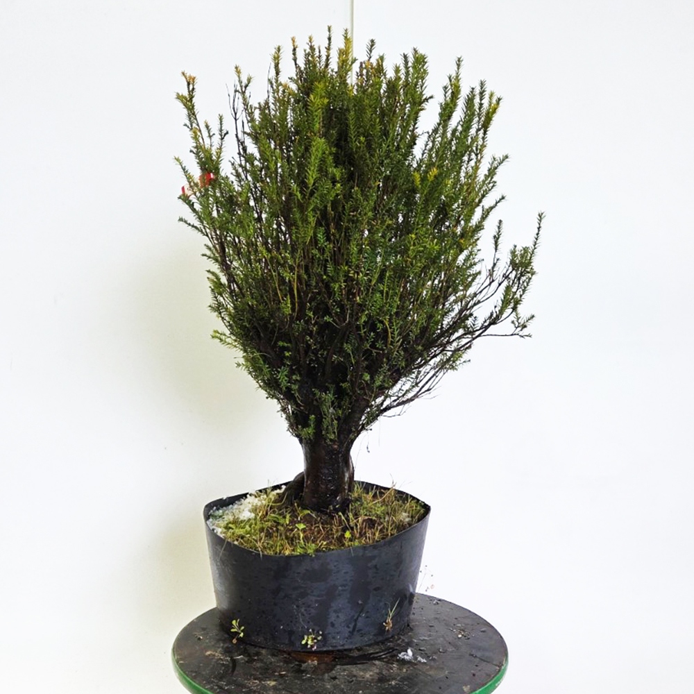 Outdoor bonsai Japanese Yew - Taxus cuspidata