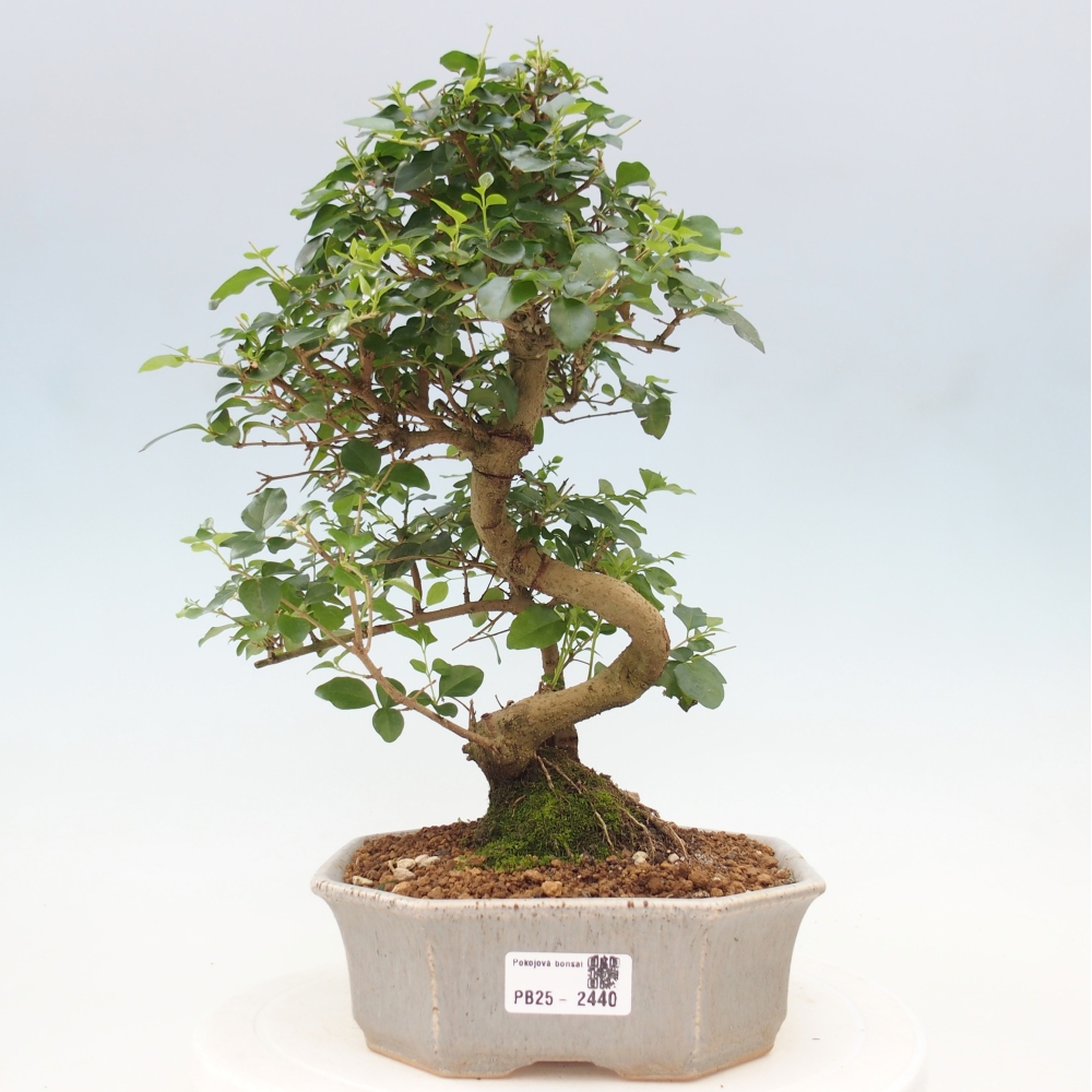 Indoor bonsai -Ligustrum chinensis - Bird's beak