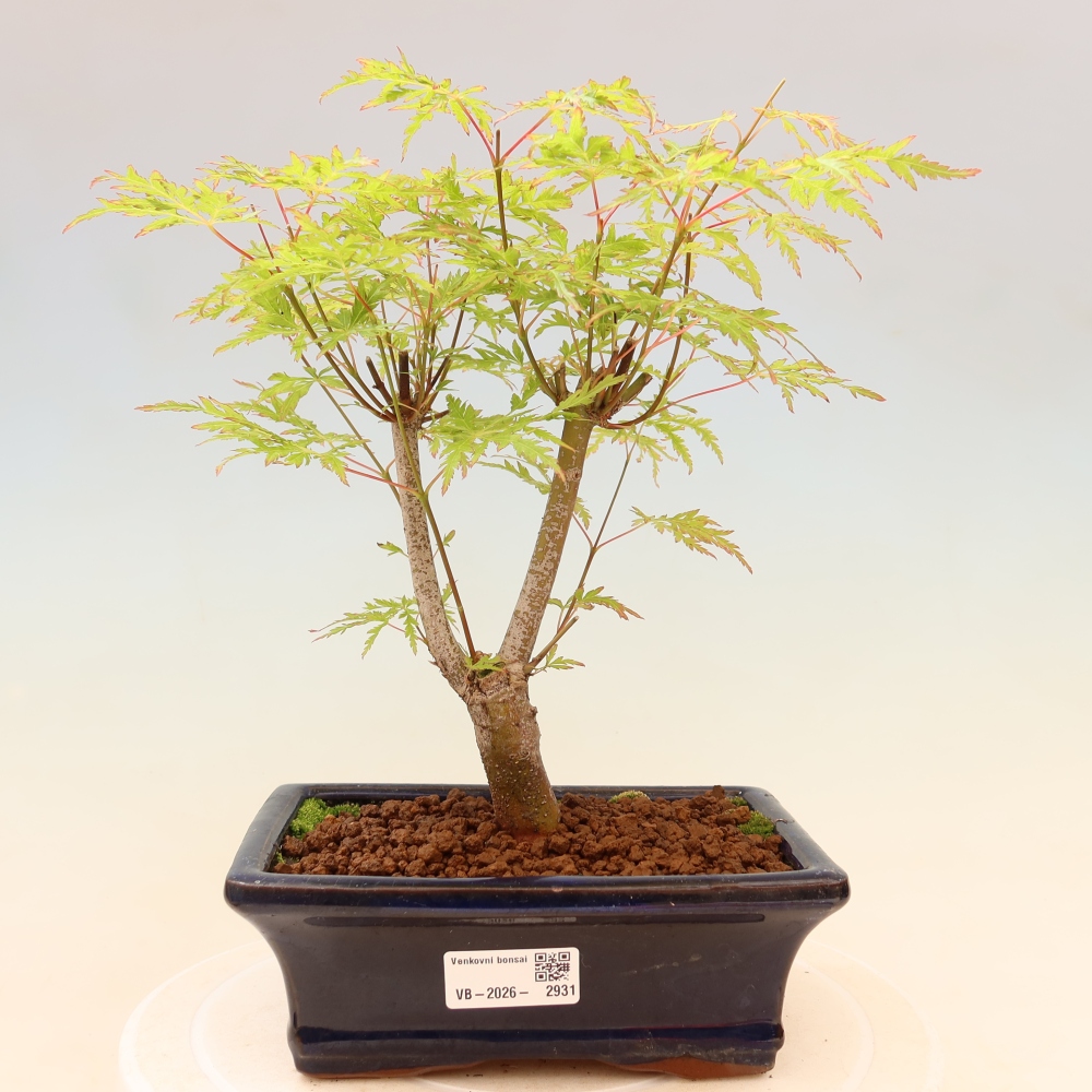 Outdoor Bonsai - Acer palmatum Dissectum - Japanese Maple 
