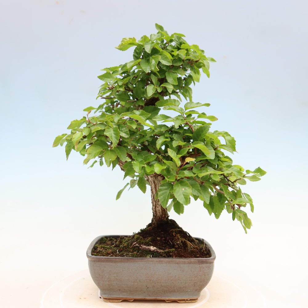 Outdoor bonsai -Carpinus coreana - Korean Hornbeam