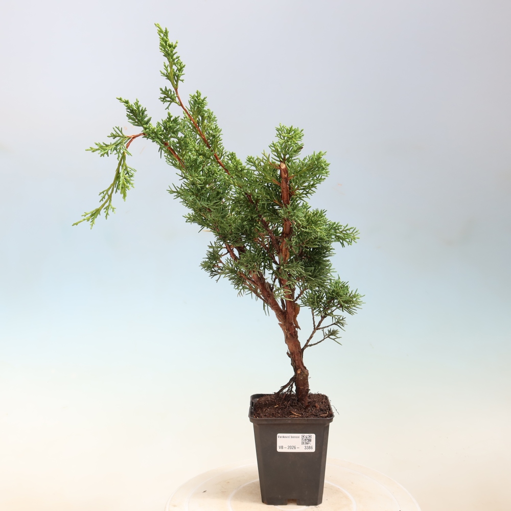 Outdoor bonsai - Juniperus chinensis Kishu