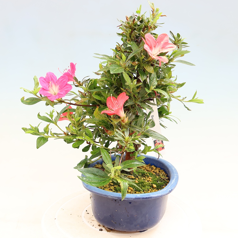 Outdoor bonsai - Japanese Azalea - Azalea Beniko