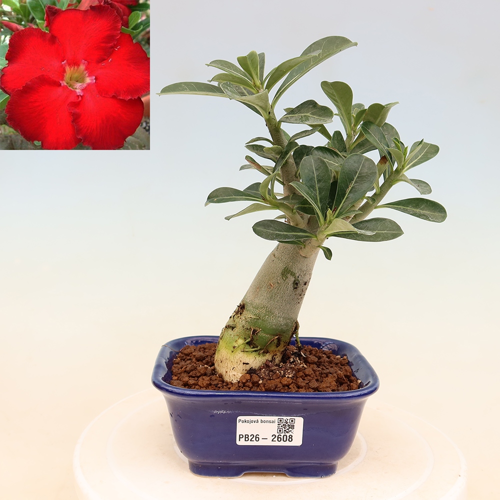 Indoor Bonsai - Adenium obesum Red Star - Desert Rose