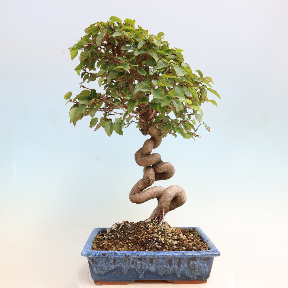Outdoor bonsai -Carpinus CARPINOIDES - Korean Hornbeam