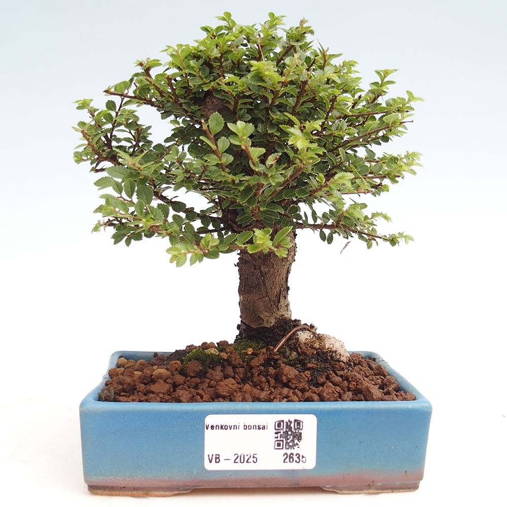 Outdoor bonsai - Ulmus parvifolia Hokkaido - Chinese elm