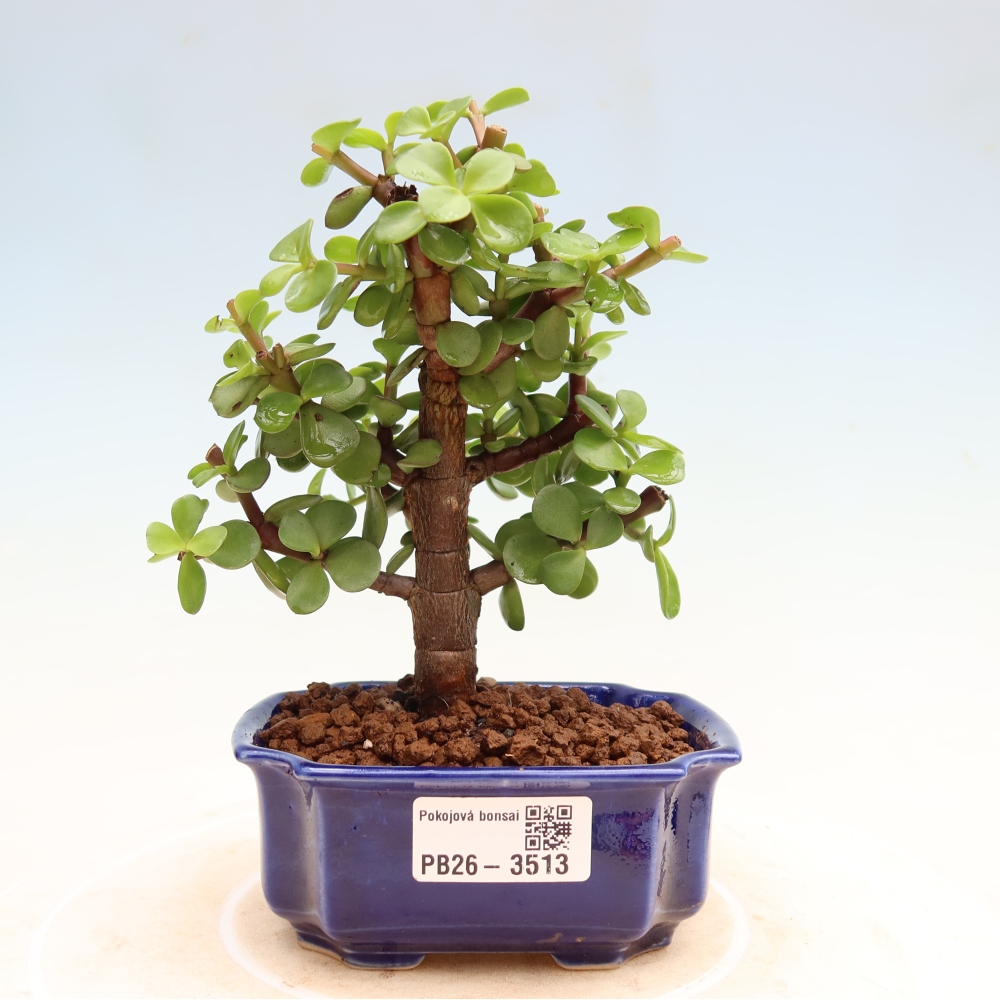 Room bonsai - Portulakaria Afra - Tlustice