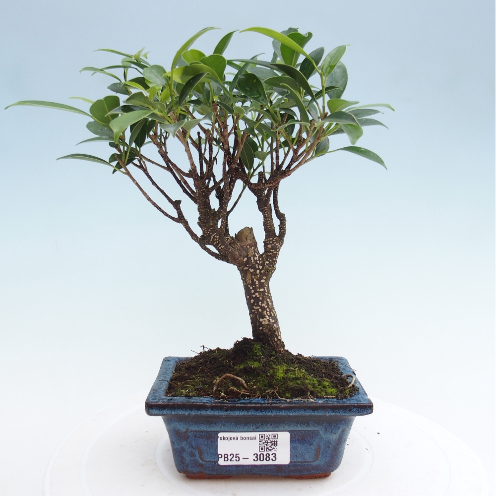 Indoor bonsai - Small-leaved ficus - Ficus kimmen