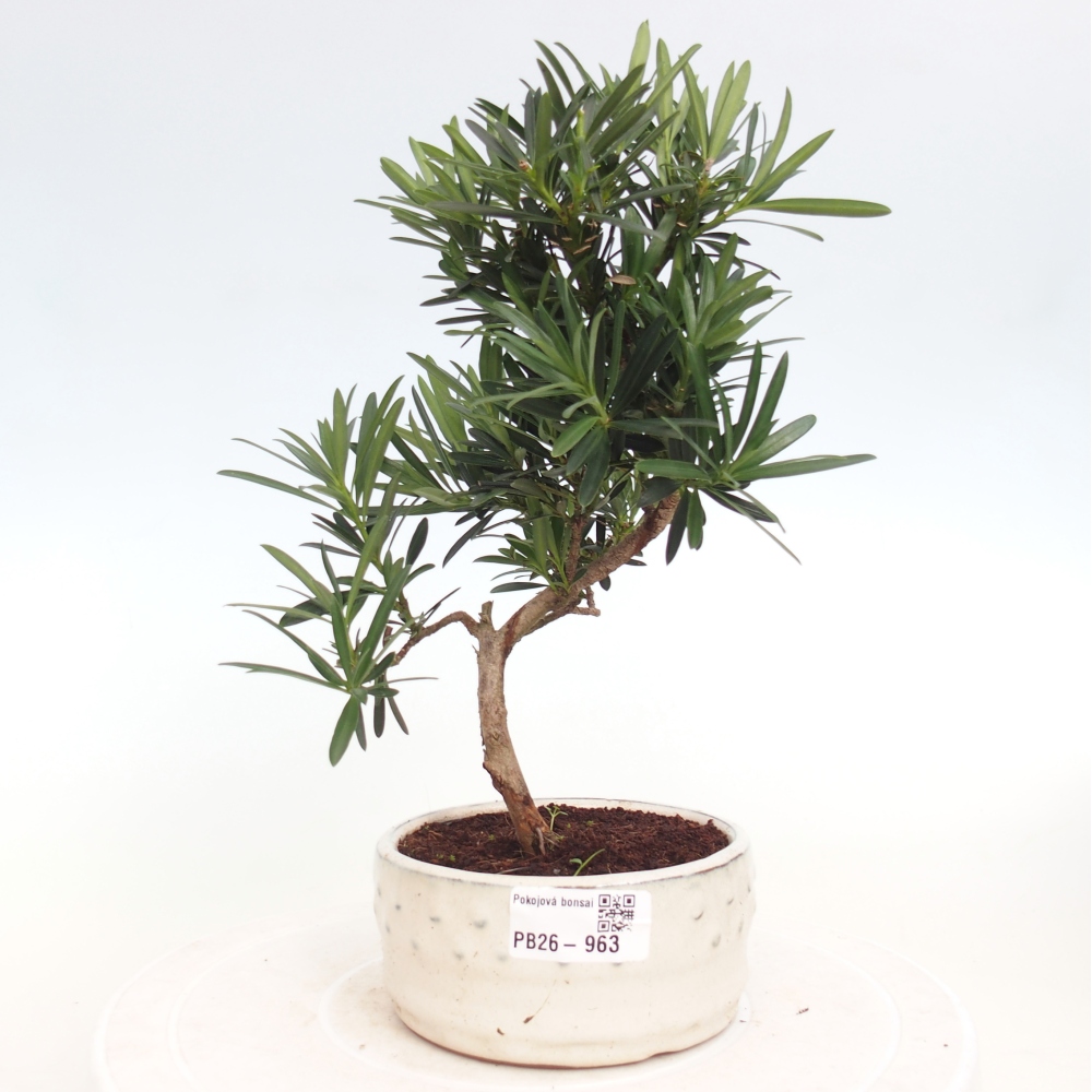Room bonsai - Podocarpus - Stone Yew