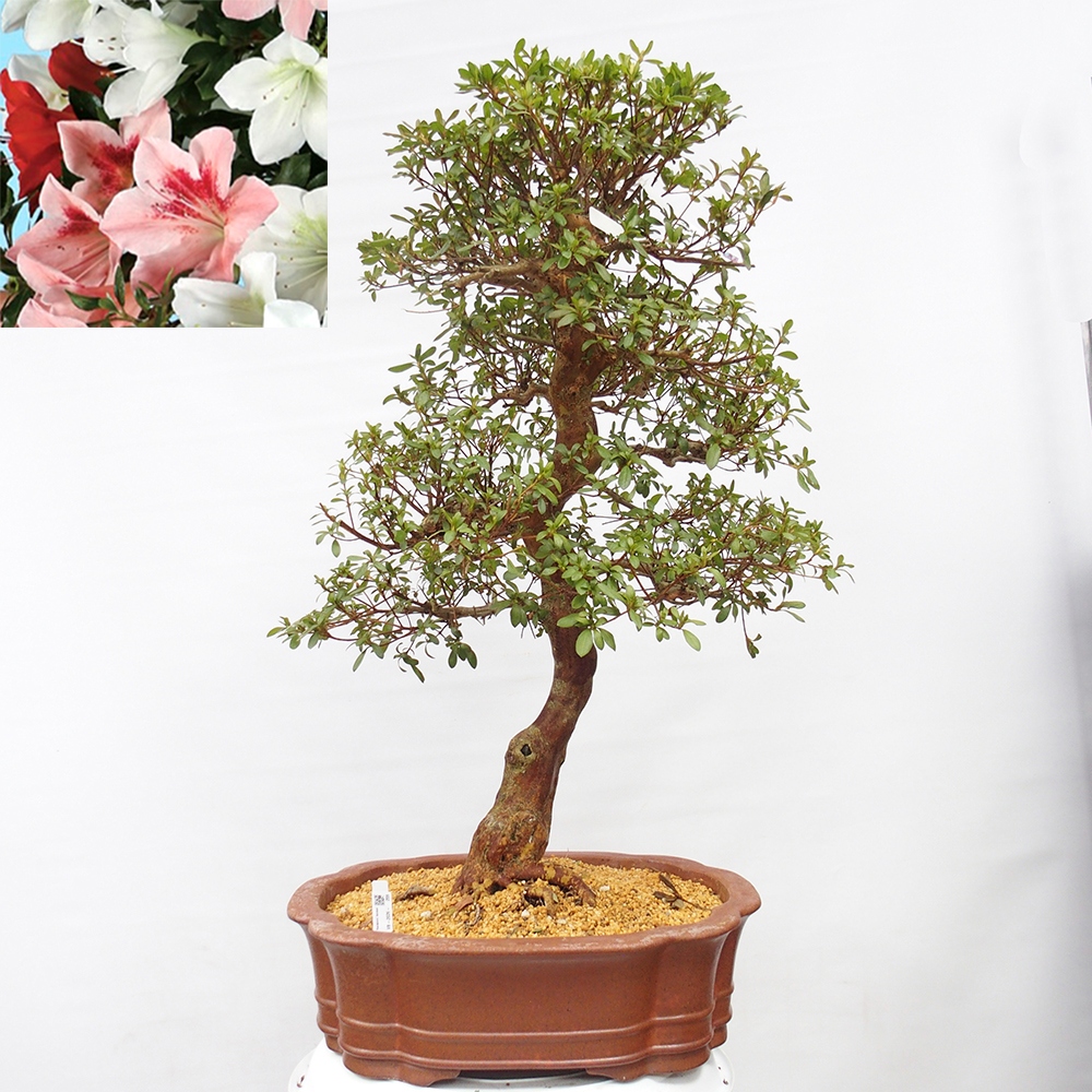 Outdoor bonsai - Japanese Azalea - Azalea Sayaka