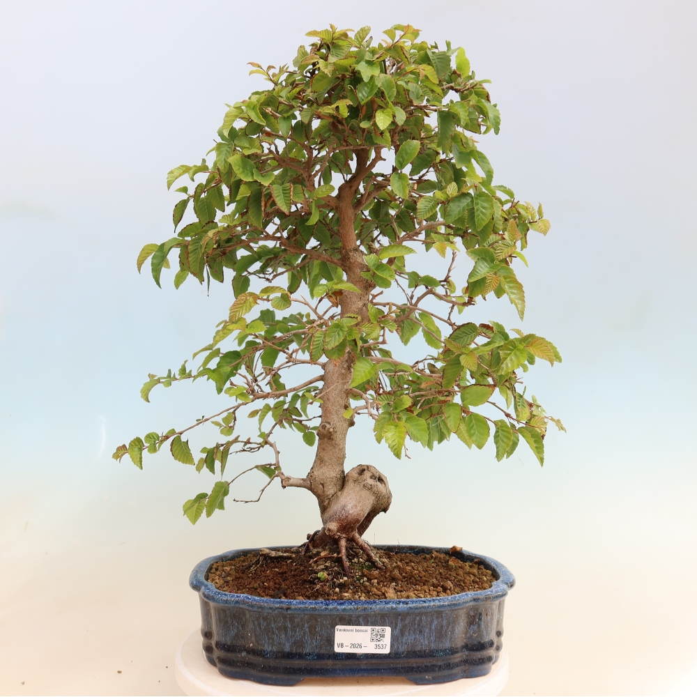 Outdoor bonsai -Carpinus CARPINOIDES - Korean Hornbeam