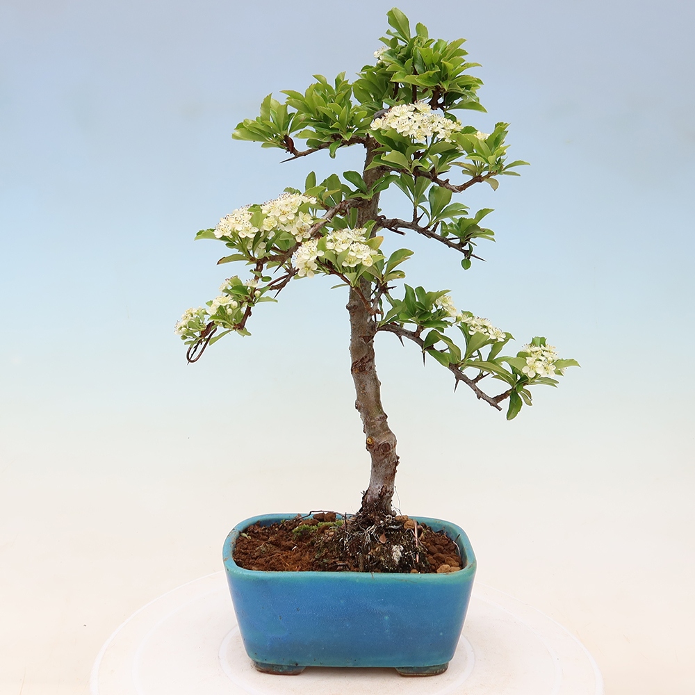 Outdoor Bonsai - Pyracantha teton - Scarlet Firethorn