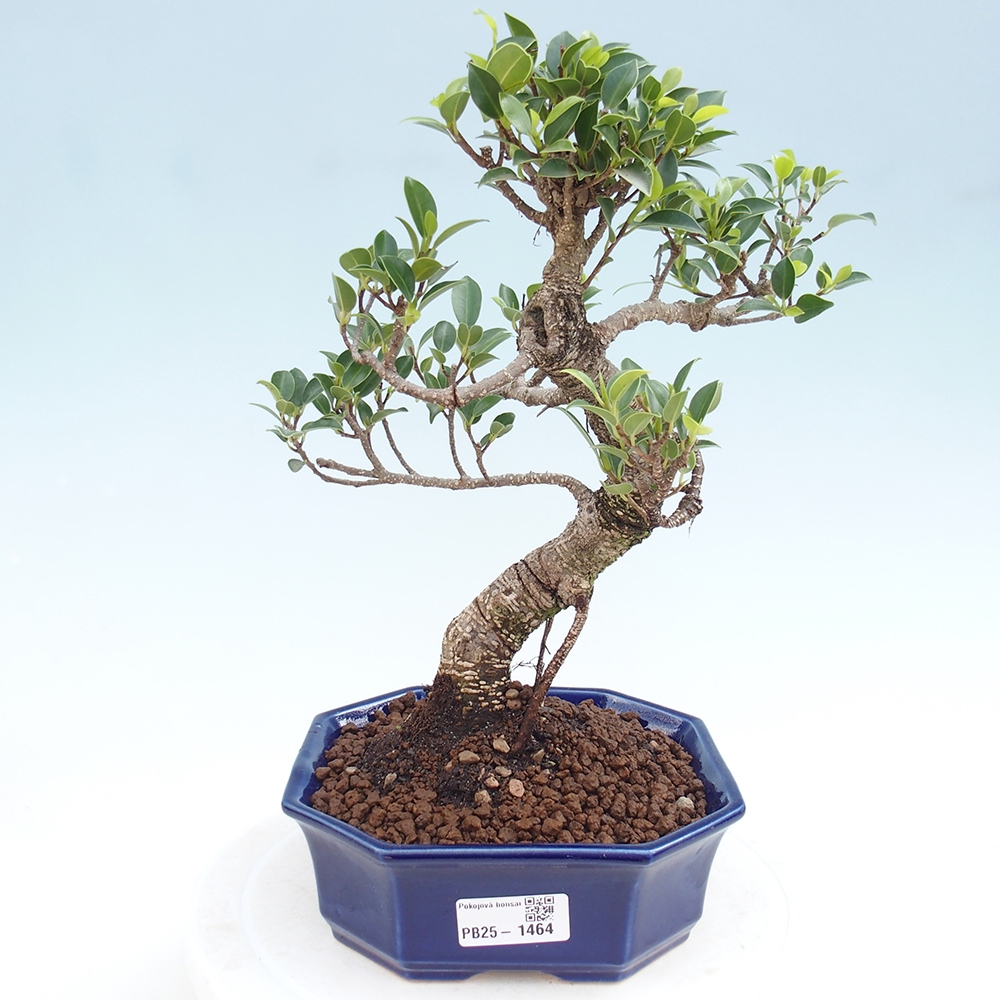 Indoor bonsai - Ficus retusa - small ficus