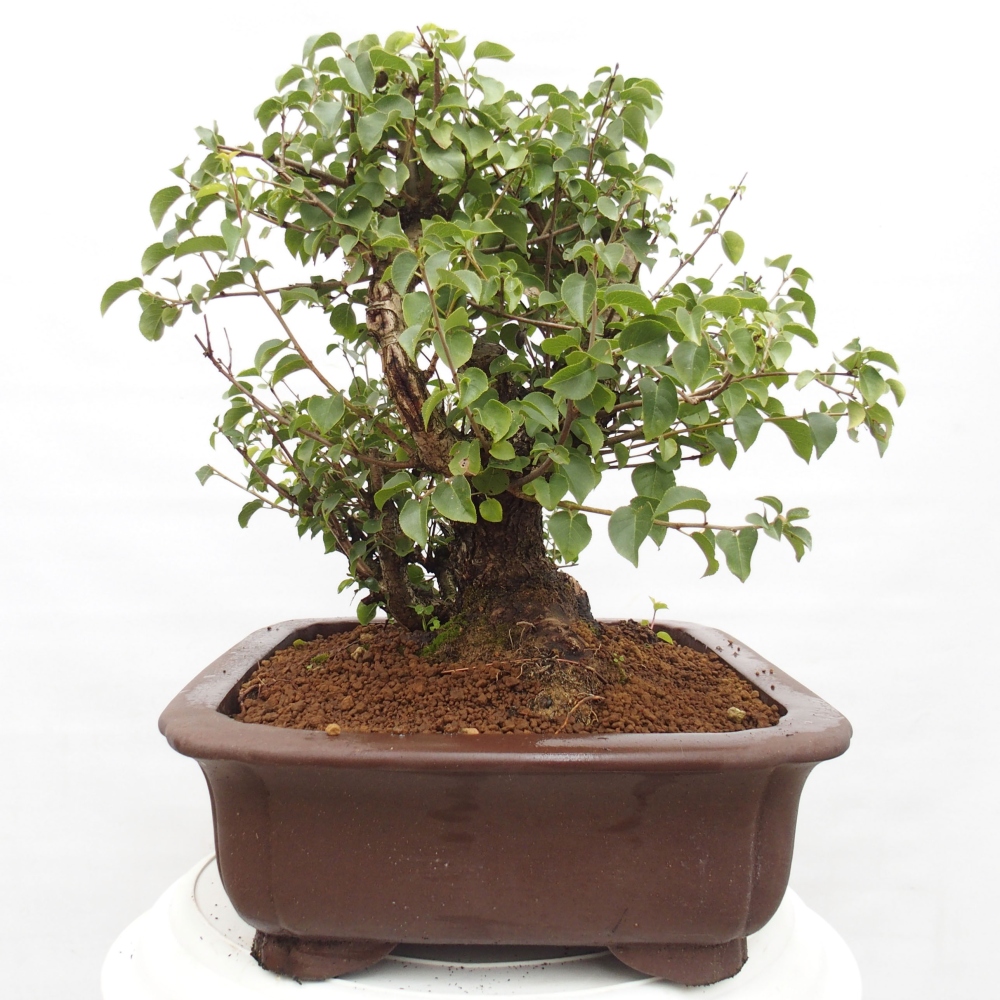 Outdoor bonsai - Mahalebka - Prunus mahaleb
