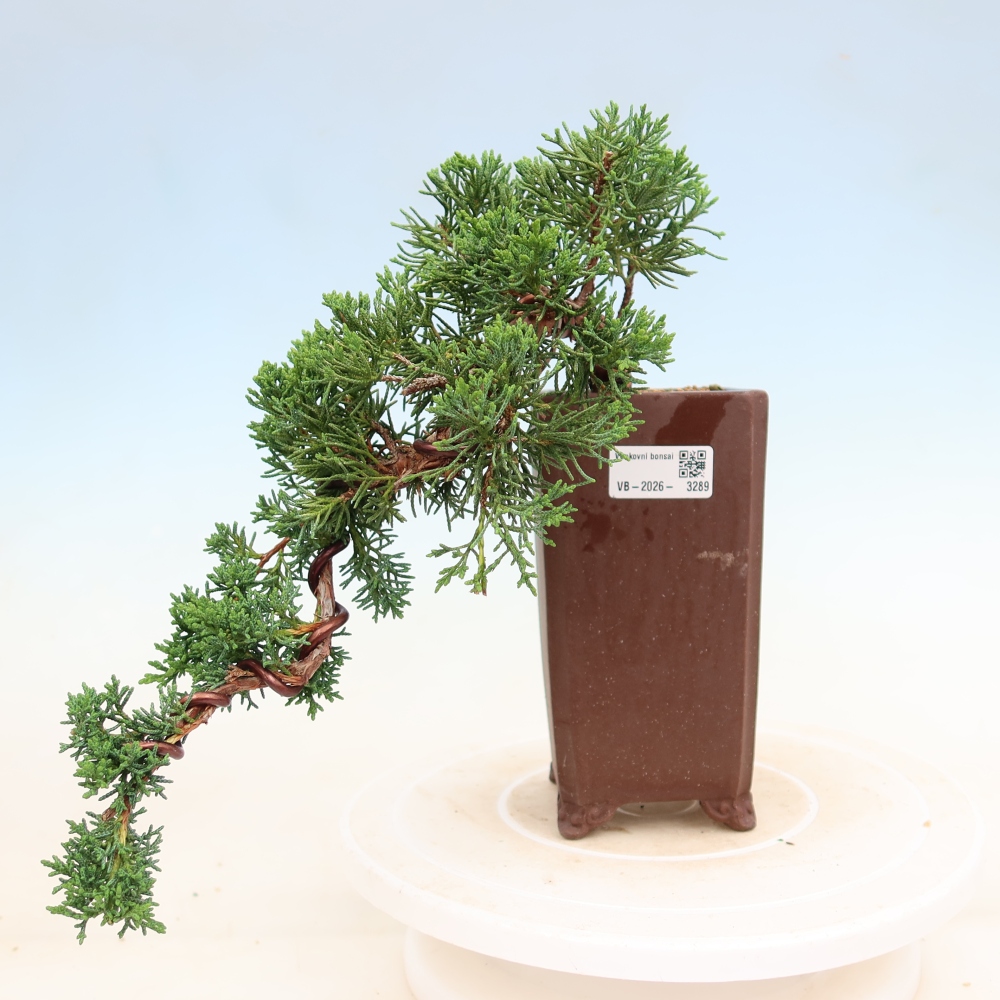 Outdoor bonsai - Juniperus chinensis Kishu