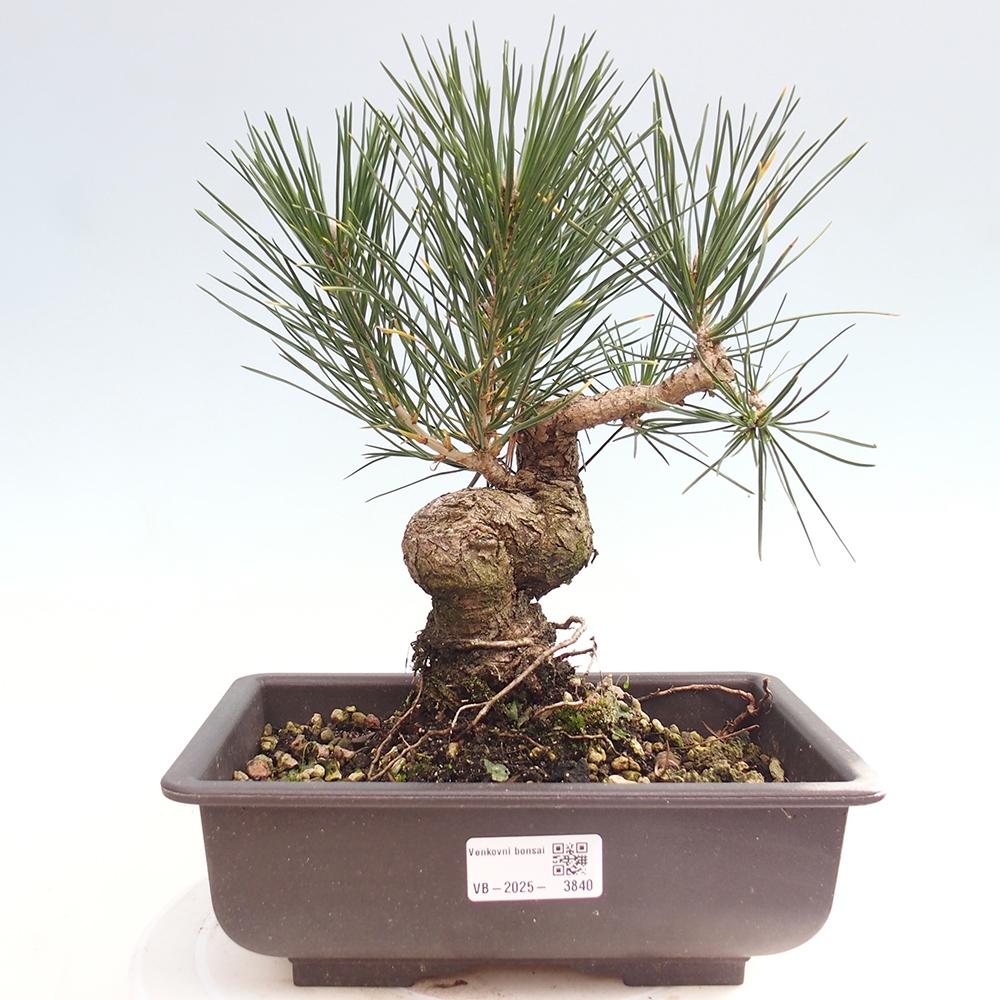 Outdoor bonsai - Pinus thunbergii - Thunberg pine