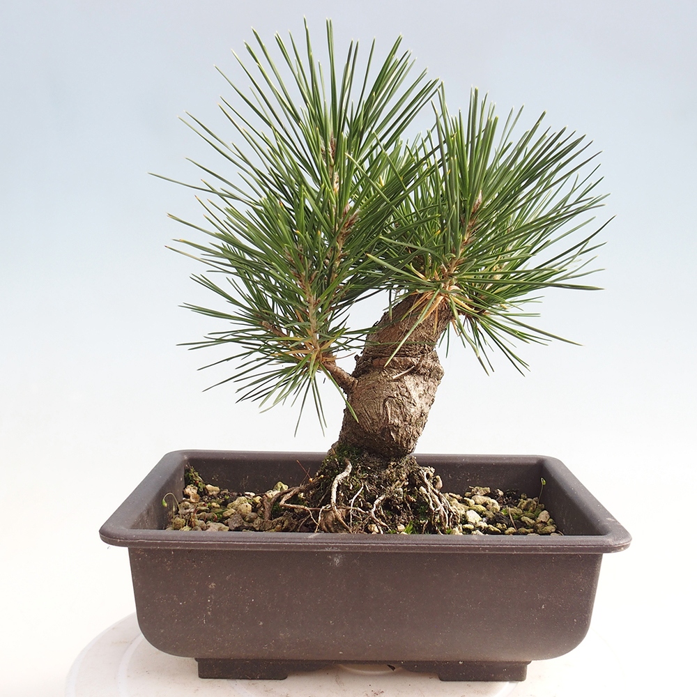 Outdoor bonsai - Pinus thunbergii - Thunberg pine
