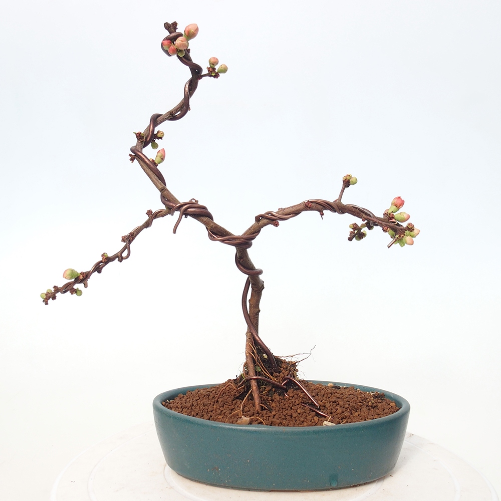 Outdoor bonsai - Chaneomeles s. Red Joy - Quince