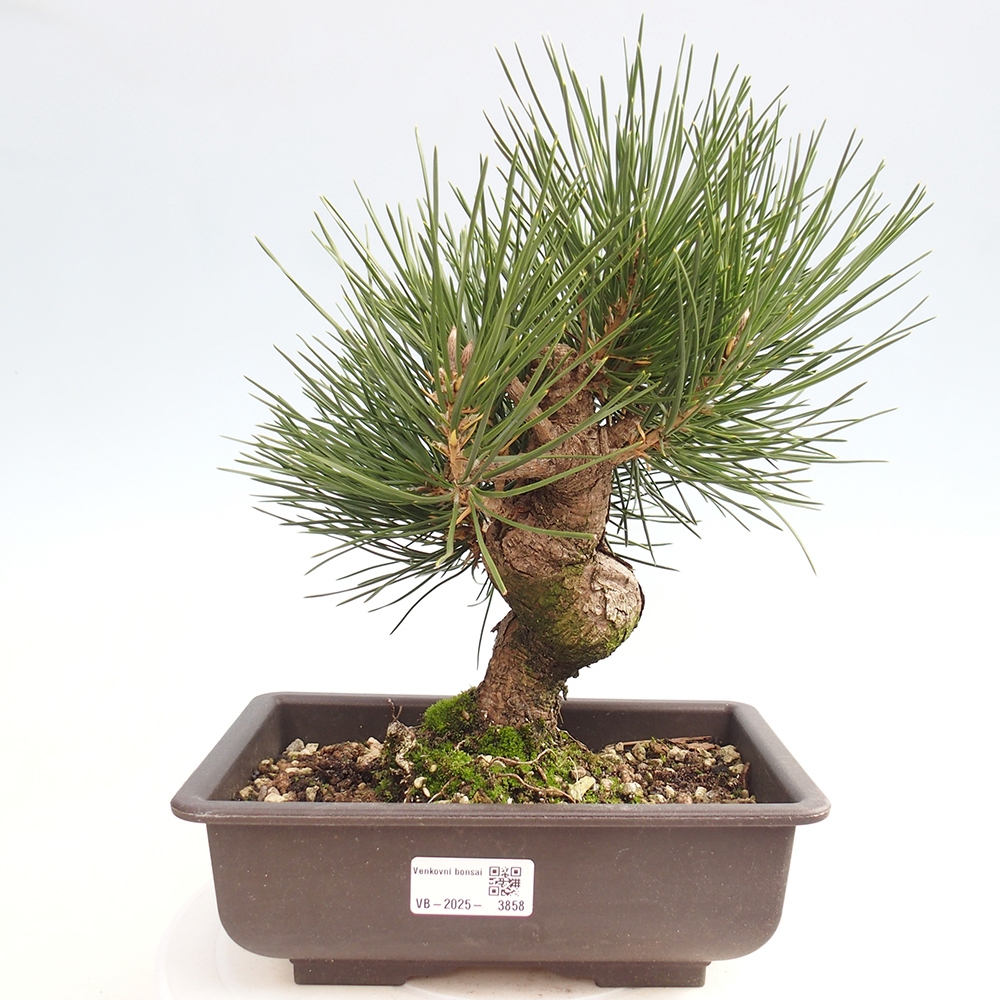 Outdoor bonsai - Pinus thunbergii - Thunberg pine