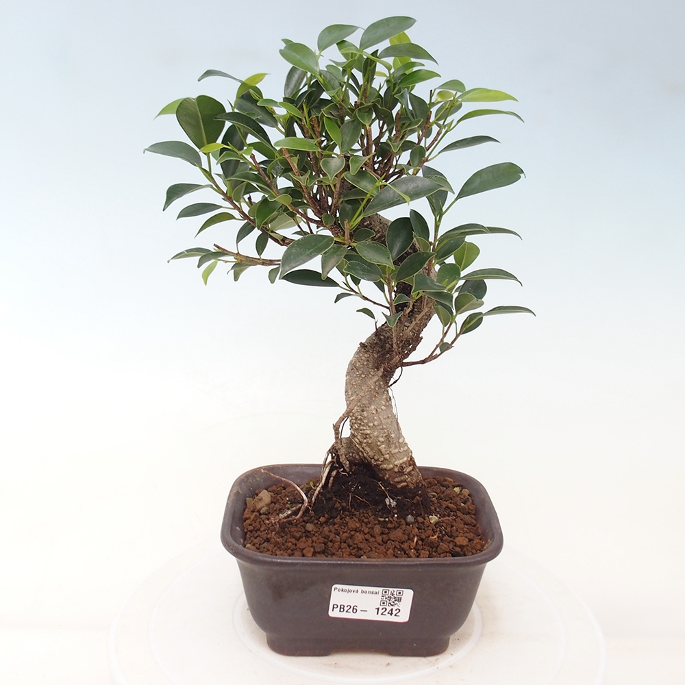Room bonsai - Ficus retusa - small-leaved ficus