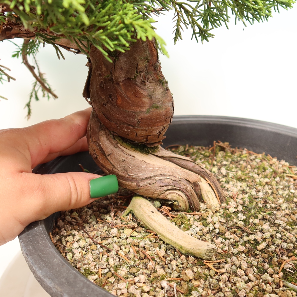 Outdoor Bonsai - Juniperus chinensis Itoigawa - Chinese Juniper