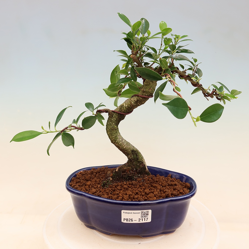 Room bonsai - Ficus retusa - small-leaved ficus