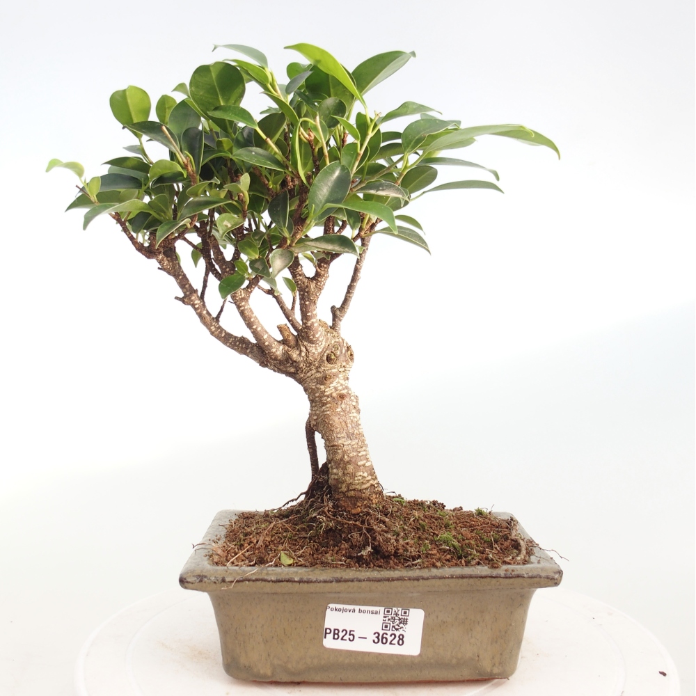 Room bonsai - Ficus retusa - small-leaved ficus