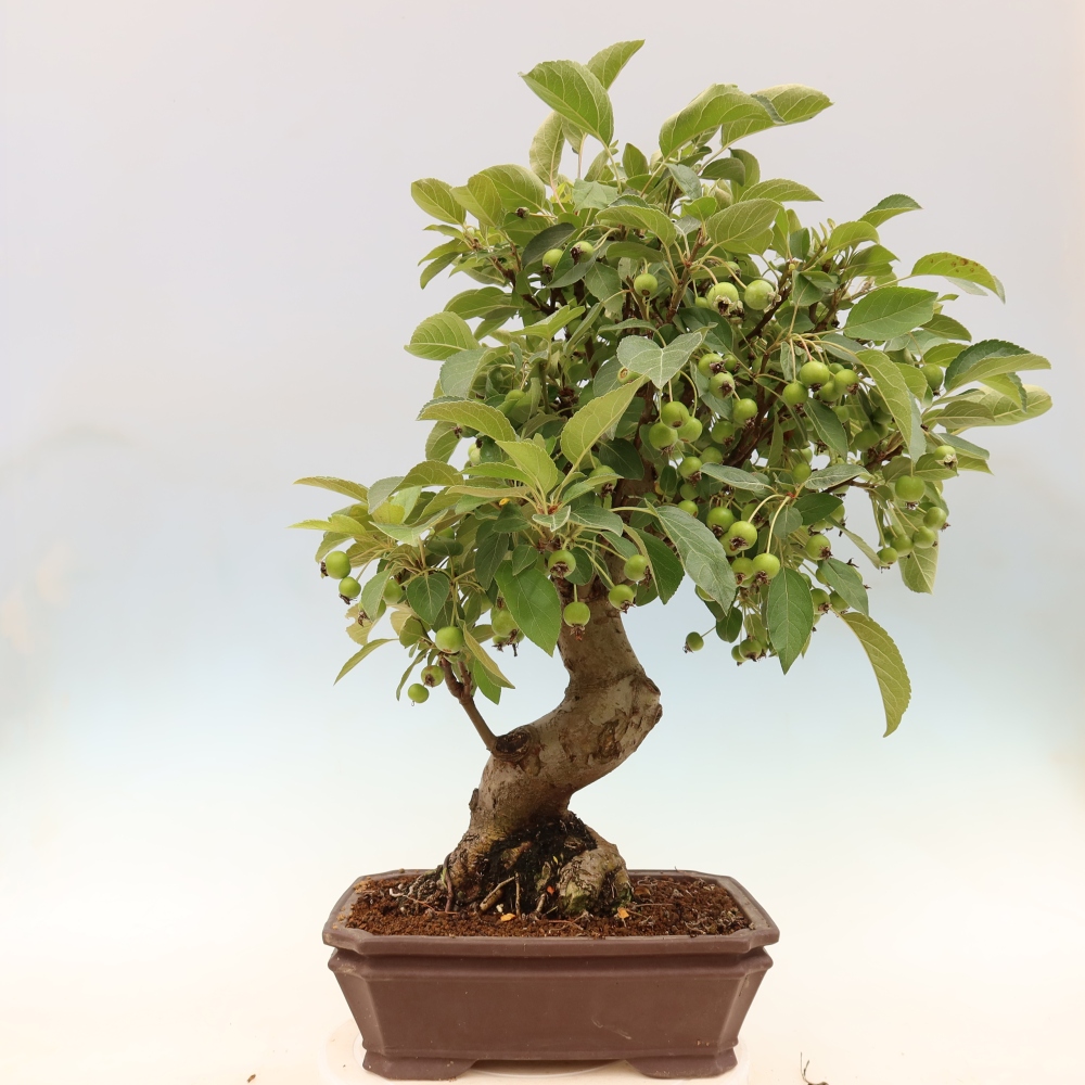 Outdoor bonsai -Malus halliana - Small-fruited apple tree