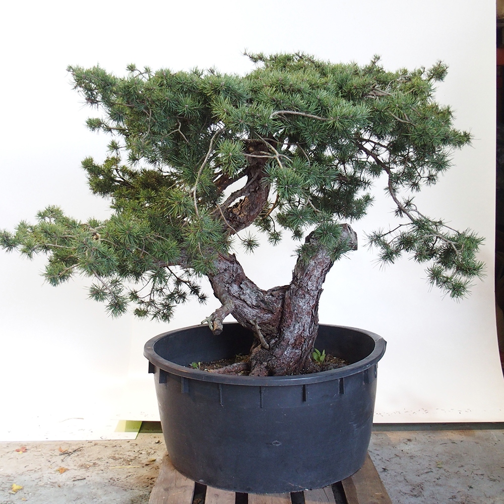 Yamadori - Pinus sylvestris Spain