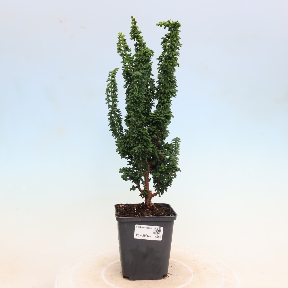 Outdoor bonsai - Cham. obtusa SEKKA HINOKI - Cypress