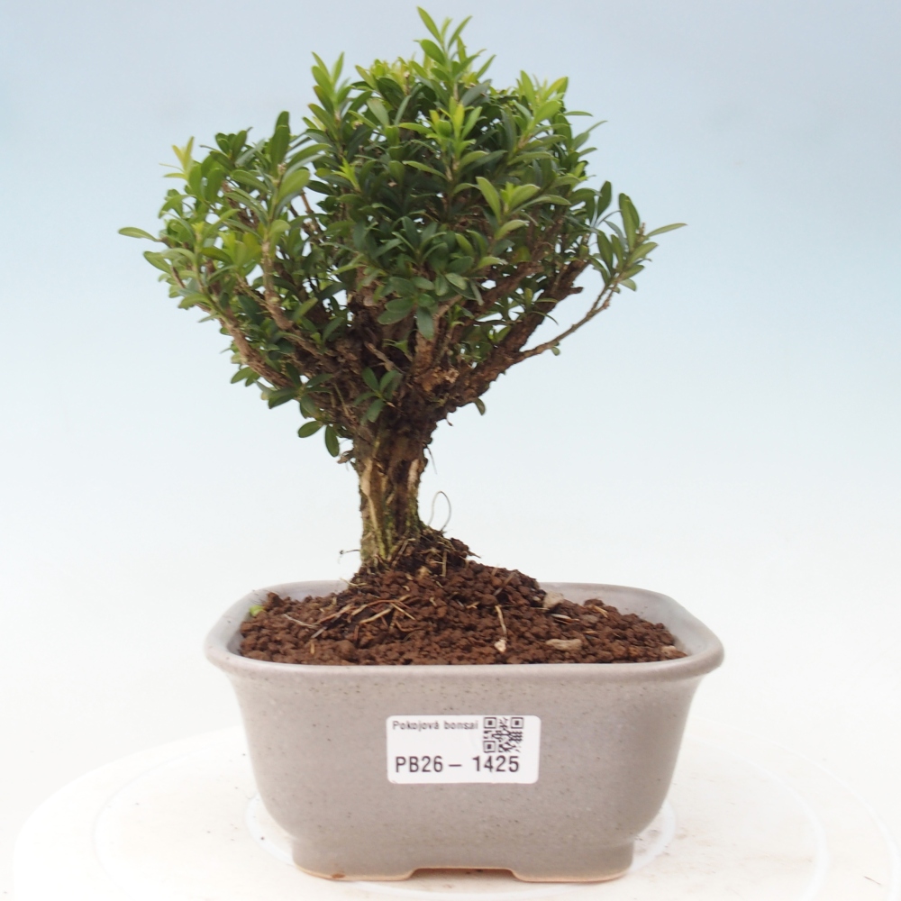 Room bonsai - Buxus harlandii - cork buxus