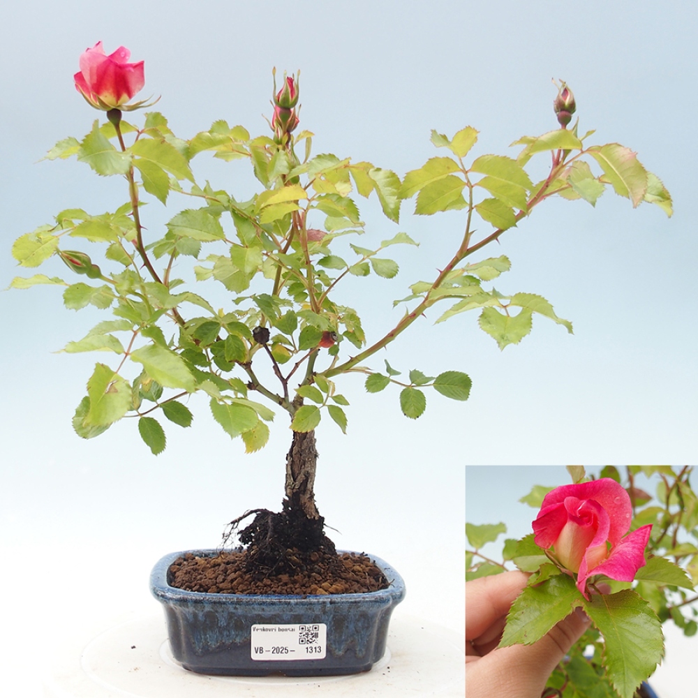 Outdoor bonsai - Rosa Kordes -  rose