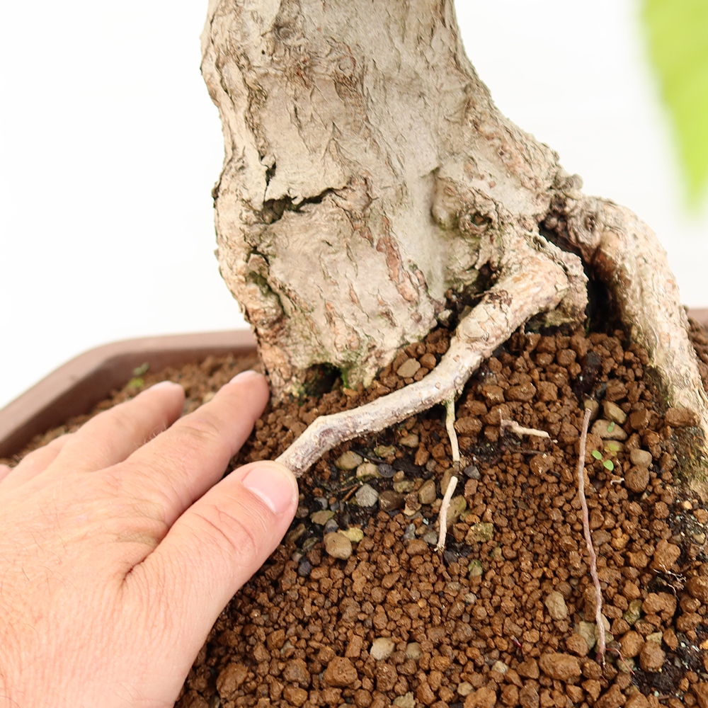 Outdoor bonsai - Carpinus Coreana - Korean hornbeam