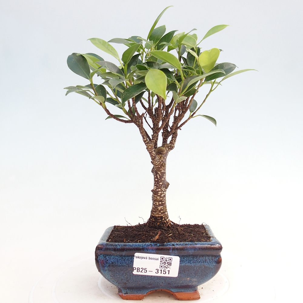 Room bonsai Ficus retusa kimmen