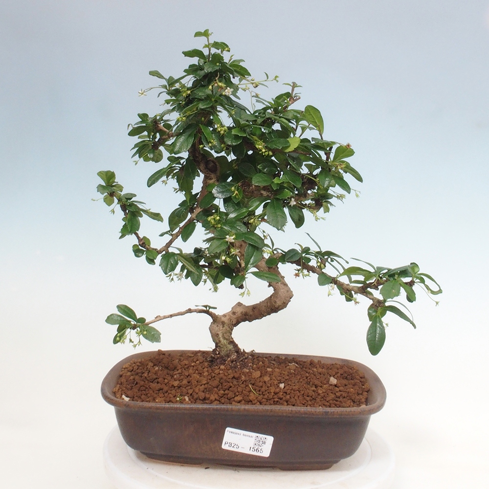 Room bonsai - Carmona macrophylla - Tea fuki