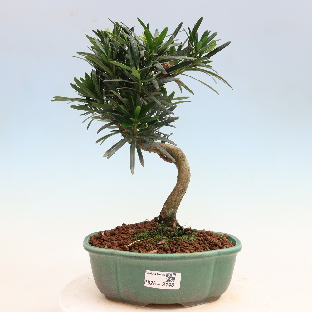 Room bonsai - Podocarpus - Stone Yew