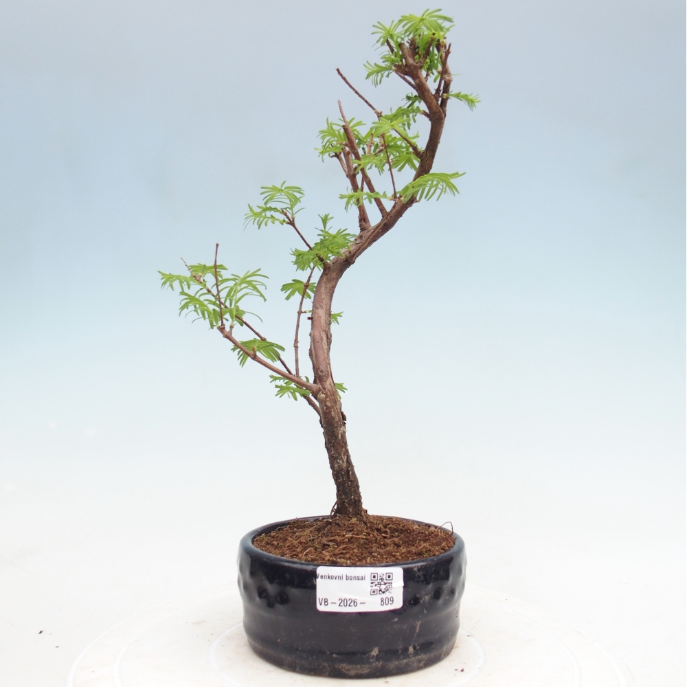 Outdoor bonsai - Metasequoia glyptostroboides - Chinese Metasequoia